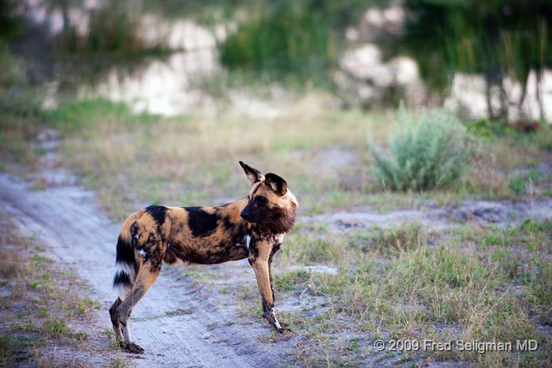 20090617_175751 D3 X1.jpg - In the Wild Dog, the young males are the ones who DO NOT leave the pack they are born to.  In the African Wild Dog, the female competes for access to the male to rear their offspring.